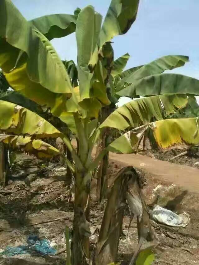 云南香蕉樹(shù)根腐病查看與治療