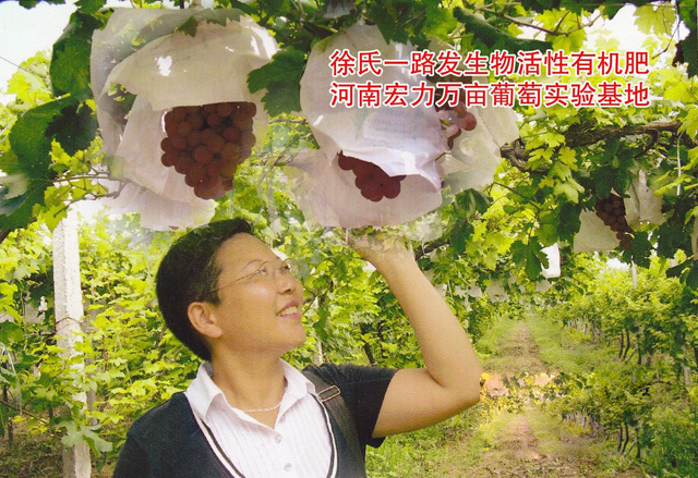 發(fā)明人徐貴閣查看宏力萬畝葡萄園實驗基地