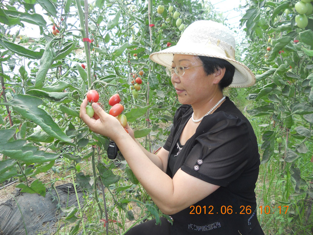 綠色生物有機(jī)肥使用基地，發(fā)明人徐貴閣現(xiàn)場查看指導(dǎo)