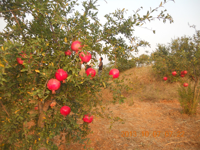 南陽(yáng)石榴種植基地