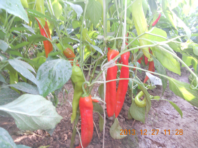 長(zhǎng)垣有機(jī)辣椒種植基地1